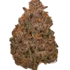 Purple Mango Kush, mango aroması ve yüksek THC içeriğiyle bilinen bir hibrit türdür. Yaratıcılığı tetikleyen bu türün genetik yapısını keşfedin ve hemen görüntüleyin.