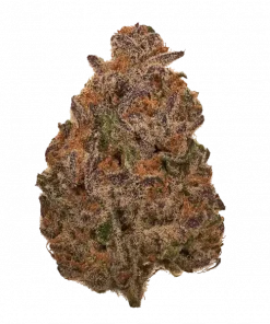 Purple Mango Kush, mango aroması ve yüksek THC içeriğiyle bilinen bir hibrit türdür. Yaratıcılığı tetikleyen bu türün genetik yapısını keşfedin ve hemen görüntüleyin.