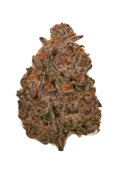 Purple Mango Kush, mango aroması ve yüksek THC içeriğiyle bilinen bir hibrit türdür. Yaratıcılığı tetikleyen bu türün genetik yapısını keşfedin ve hemen görüntüleyin.