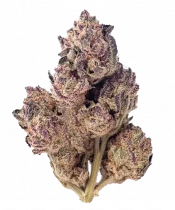 Purple Nasty, tatlı böğürtlen aroması ve rahatlatıcı etkileriyle öne çıkan Indica dominant bir türdür. Yüksek THC içeriğiyle dikkat çeker. Genetik yapısını keşfedin.