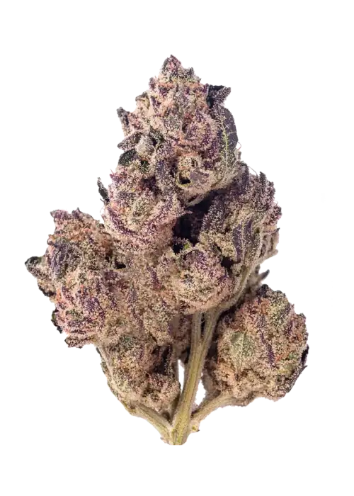 Purple Nasty, tatlı böğürtlen aroması ve rahatlatıcı etkileriyle öne çıkan Indica dominant bir türdür. Yüksek THC içeriğiyle dikkat çeker. Genetik yapısını keşfedin.