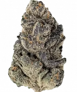 Purple Octane, tatlı üzüm ve yakıtımsı aromalarıyla öne çıkan Indica dominant türdür. 'e varan THC içeriğiyle rahatlatıcı etkilerini keşfedin ve genetik yapısını inceleyin.