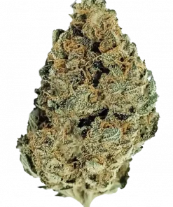 Purple Panty Dropper, üzüm aroması ve yüksek THC içeriğiyle öne çıkan Indica dominant bir türdür. Afrodizyak etkileriyle bilinen bu türü keşfedin.