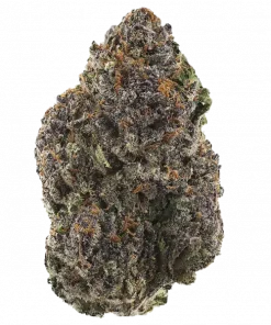 Purple Papaya Paradise, tropikal papaya aroması ve yüksek enerji veren etkisiyle bilinen Sativa dominant bir türdür. Yaratıcılığı artıran bu özel türü keşfedin.