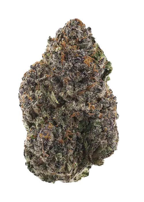 Purple Papaya Paradise, tropikal papaya aroması ve yüksek enerji veren etkisiyle bilinen Sativa dominant bir türdür. Yaratıcılığı artıran bu özel türü keşfedin.