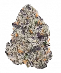 Purple Petro, yakıtımsı aroması ve yüksek THC içeriğiyle öne çıkan indica ağırlıklı hibrit bir türdür. Eşsiz genetik yapısını ve etkilerini keşfedin.