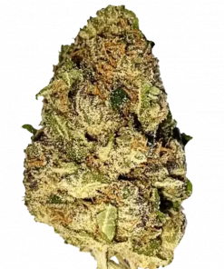 Purple Punch, yaban mersini aroması ve güçlü rahatlatıcı etkisiyle bilinen Indica dominant bir türdür. Grand Daddy Purps genetiğini keşfedin ve faydalarını görüntüleyin.