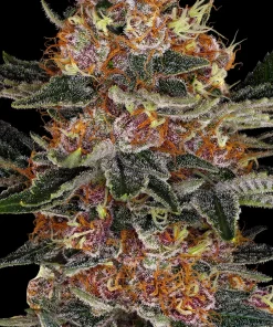 Purple Punch Auto Fem Esrar Tohumu (Barney's Farm)