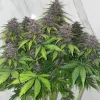 Purple Punch Auto Fem Esrar Tohumu (Fast Buds)