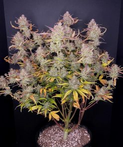 Purple Punch Auto Fem Esrar Tohumu (Fast Buds)