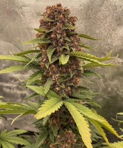 Purple Punch Auto Fem Esrar Tohumu (Fast Buds)