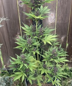 Purple Punch Auto Fem Esrar Tohumu (Fast Buds)