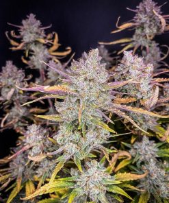 Purple Punch Auto Fem Esrar Tohumu (Fast Buds)