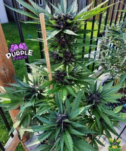 Purple Punch Auto Fem Esrar Tohumu (Fast Buds)