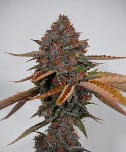 Purple Punch Auto Fem Esrar Tohumu (Fast Buds)