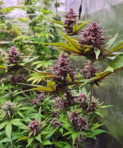 Purple Punch Auto Fem Esrar Tohumu (Fast Buds)