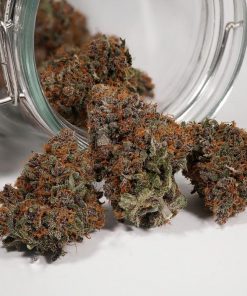 Purple Punch Auto Fem Esrar Tohumu (Fast Buds)