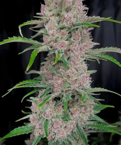 Purple Punch Auto Fem Esrar Tohumu (Fast Buds)