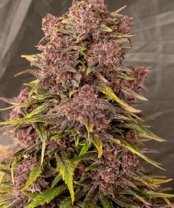 Purple Punch Auto Fem Esrar Tohumu (Fast Buds)