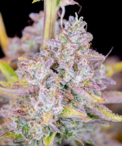 Purple Punch Auto Fem Esrar Tohumu (Fast Buds)