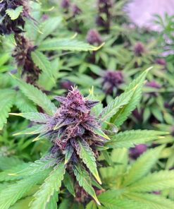 Purple Punch Auto Fem Esrar Tohumu (Fast Buds)