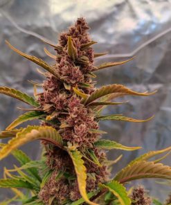 Purple Punch Auto Fem Esrar Tohumu (Fast Buds)