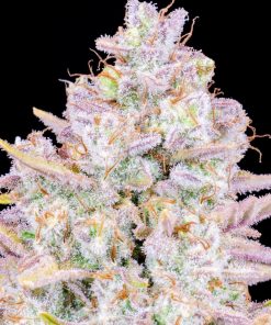 Purple Punch Auto Fem Esrar Tohumu (Fast Buds)