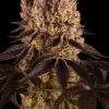Purple Punch Feminized Esrar Tohumu (Barney's Farm)