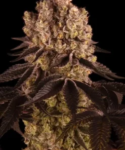 Purple Punch Feminized Esrar Tohumu (Barney's Farm)