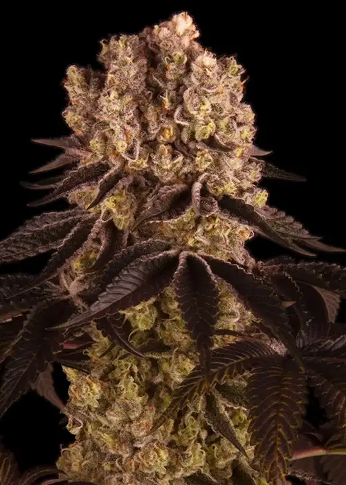 Purple Punch Feminized Esrar Tohumu (Barney's Farm)