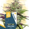 Purple Punch Feminized Esrar Tohumu (Zamnesia Seeds)