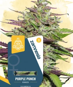 Purple Punch Feminized Esrar Tohumu (Zamnesia Seeds)