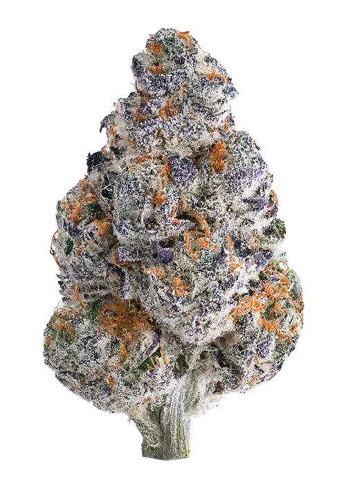 Purple Punch OG, tatlı meyve aroması ve rahatlatıcı etkisiyle bilinen indica baskın bir türdür. Yüksek THC içeriğiyle öne çıkar. Genetik özelliklerini keşfedin.