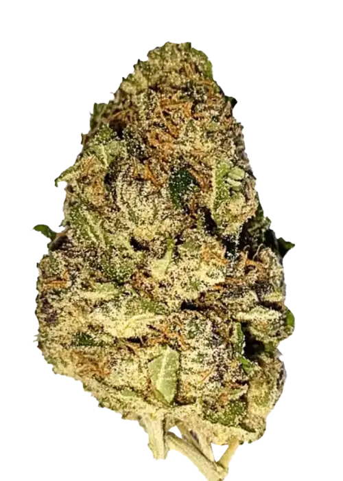 Purple Punch, yaban mersini aroması ve güçlü rahatlatıcı etkisiyle bilinen Indica dominant bir türdür. Grand Daddy Purps genetiğini keşfedin ve faydalarını görüntüleyin.