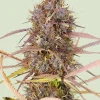 Purple Queen Auto Fem Esrar Tohumu (Royal Queen Seeds)