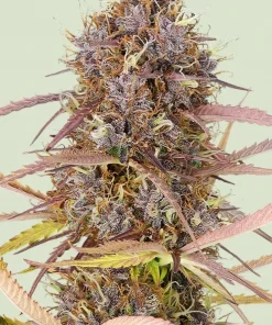 Purple Queen Auto Fem Esrar Tohumu (Royal Queen Seeds)