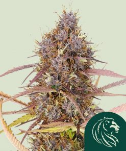 Purple Queen Auto Fem Esrar Tohumu (Royal Queen Seeds)