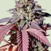 Purple Queen Feminized Esrar Tohumu (Royal Queen Seeds)