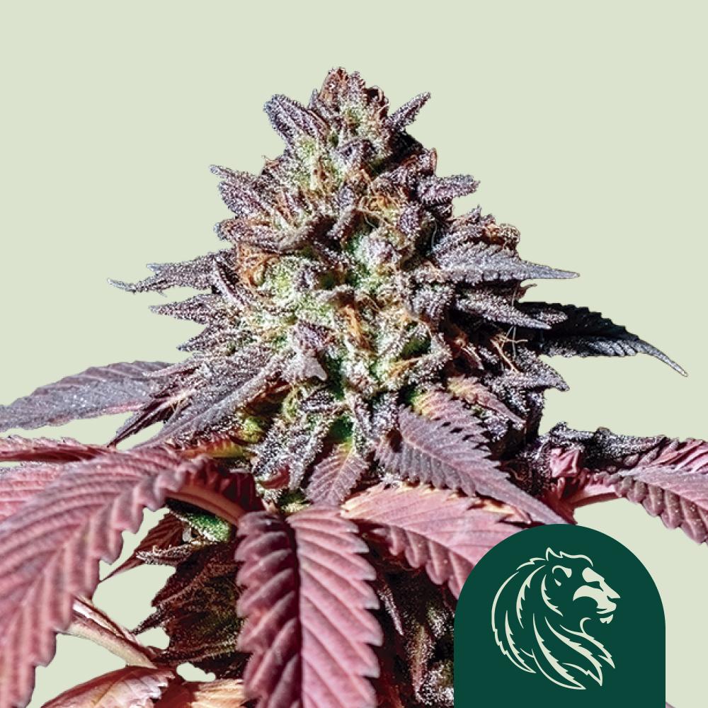 Purple Queen Feminized Esrar Tohumu (Royal Queen Seeds)