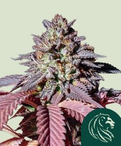 Purple Queen Feminized Esrar Tohumu (Royal Queen Seeds)