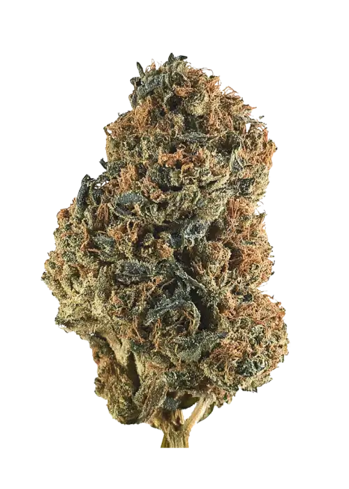 Purple Reign, yaban mersini aromaları ve rahatlatıcı etkisiyle öne çıkan Indica baskın bir türdür. Royal Purple Kush genetiğini keşfedin ve detayları görüntüleyin.