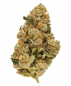 Purple Rhino, benzersiz meyve aroması ve rahatlatıcı etkisiyle bilinen bir Indica türüdür. Spazm ve depresyon için ideal. Genetik yapısını keşfedin.