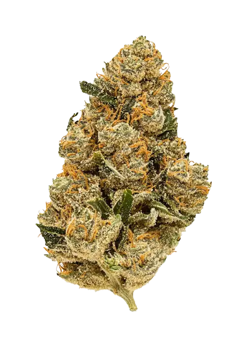 Purple Rhino, benzersiz meyve aroması ve rahatlatıcı etkisiyle bilinen bir Indica türüdür. Spazm ve depresyon için ideal. Genetik yapısını keşfedin.