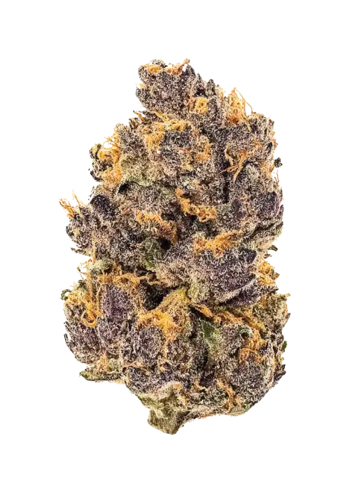 Purple Rush, tatlı ve toprak aromalı, dengeli bir hibrit türdür. THC içeriğiyle rahatlama ve yaratıcılık sunar. Şimdi keşfedin.