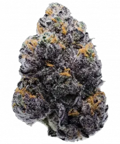 Purple Shot, üzüm aromalı ve yüksek THC'li indica dominant türdür. Derin rahatlama ve reçineli yapısıyla öne çıkar. Özelliklerini keşfedin.