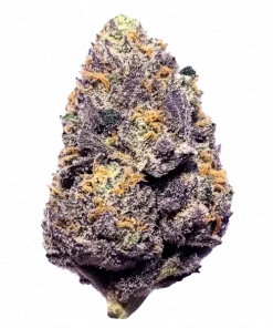 Purple Skunk, yakıtımsı ve tatlı meyve aromalarıyla öne çıkan Sativa baskın bir türdür. Yaratıcılığı artıran bu hibritin genetik yapısını keşfedin.