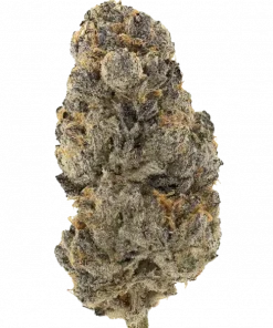 Purple Sour Tangie, sert narenciye aroması ve yüksek THC içeriğiyle bilinen dengeli bir hibrit türdür. Stres ve yorgunluğa iyi gelir. Özelliklerini keşfedin.