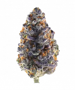 Purple Starburst, üzüm ve narenciye aromalarıyla öne çıkan dengeli bir hibrit türdür. Yüksek THC içeriğiyle zihinsel ve fiziksel rahatlama sağlar. Keşfedin.