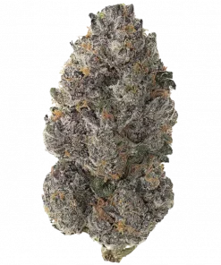 Purple Thai, çikolata aromaları ve yüksek THC içeriğiyle bilinen Sativa baskın bir türdür. Enerjik etkilerini ve genetik yapısını keşfedin.