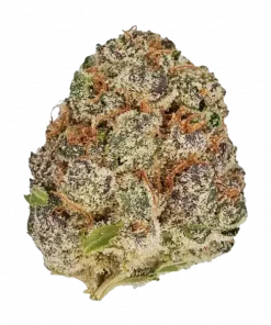 Purple Urkle, sert orman meyveleri aroması ve güçlü Indica etkileriyle bilinen bir türdür. Uyku sorunları için ideal. Genetik yapısını keşfedin.